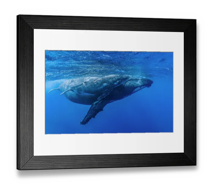 Framed Print : RF - Two Humpback whales (Megaptera novaeangliae) female with calf swimming just beneath the surface, Kingdom of Tonga, Pacific Ocean Framed Print : RF - Two Humpback whales (Megaptera novaeangliae) female with calf swimming just beneath the surface, Kingdom of Tonga, Pacific Ocean