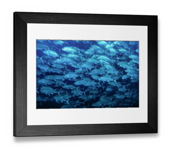 Framed Print : RF - Schooling Bigeye jacks (Caranx sexfasciatus), Cocos Island, Costa Rica, Pacific Ocean. (This image may be licensed either as rights managed or royalty free.) Framed Print : RF - Schooling Bigeye jacks (Caranx sexfasciatus), Cocos Island, Costa Rica, Pacific Ocean. (This image may be licensed either as rights managed or royalty free.)