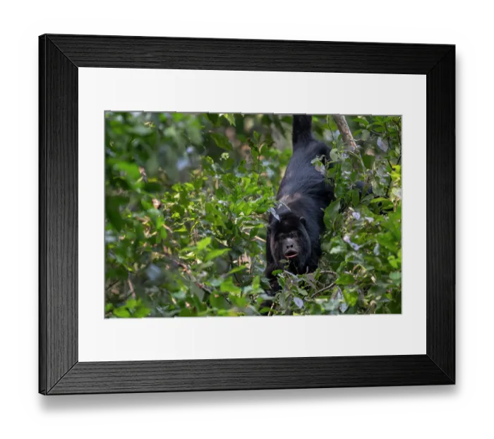 Framed Print : Black howler monkey (Alouatta caraya) male, hanging in tree, Pampas del Yacuma, El Beni, Bolivia Framed Print : Black howler monkey (Alouatta caraya) male, hanging in tree, Pampas del Yacuma, El Beni, Bolivia