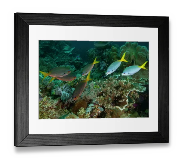 Framed Print : A coral reef cleaning station with Yellowtail fusilier (Caesio cuning) being serviced by Bluestreak cleaner wrasse (Labroides dimidiatus) Framed Print : A coral reef cleaning station with Yellowtail fusilier (Caesio cuning) being serviced by Bluestreak cleaner wrasse (Labroides dimidiatus)