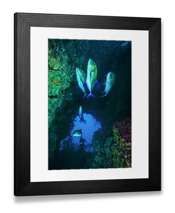 Framed Print : Group of Bluefin trevallies (Caranx melampygus) swimming in underwater cavern, Cocos Island, Costa Rica, Pacific Ocean Framed Print : Group of Bluefin trevallies (Caranx melampygus) swimming in underwater cavern, Cocos Island, Costa Rica, Pacific Ocean
