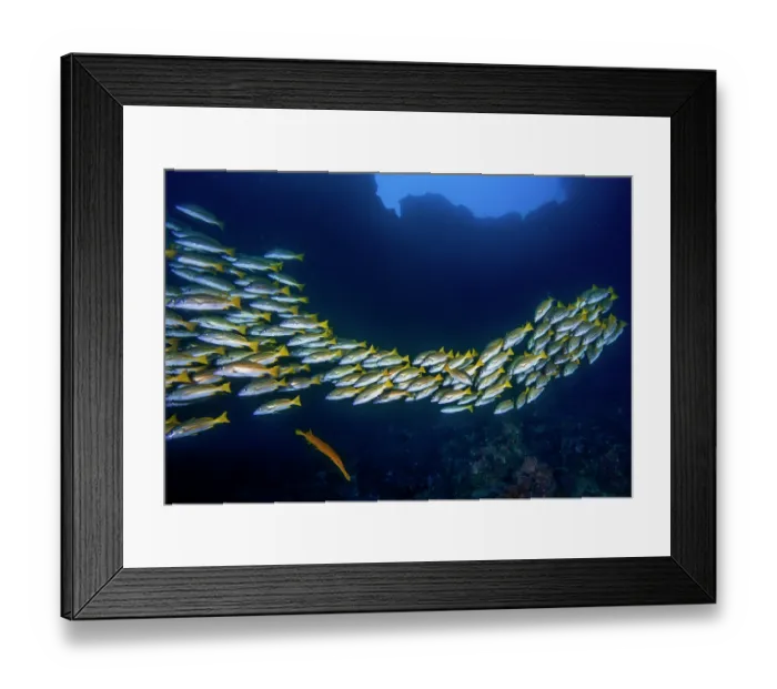Framed Print : School of Blue and gold snappers (Lutjanus viridis) and a solitary Chinese trumpetfish (Aulostomus chinensis), Cocos Island, Costa Rica, Pacific Ocean
