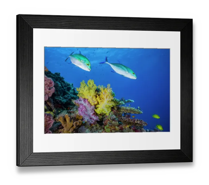 Framed Print : Two Bluefin trevallies (Caranx melampygus) swimming over coral reef with soft corals (Dendronephthya sp.) Framed Print : Two Bluefin trevallies (Caranx melampygus) swimming over coral reef with soft corals (Dendronephthya sp.)