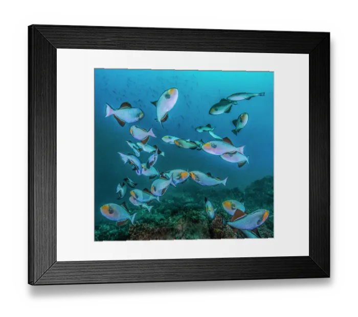 Framed Print : Black triggerfish (Melichthys niger) - usually much darker in colour, in unusually large aggregation, probably for mating purposes, Cocos Island, Costa Rica, Pacific Ocean Framed Print : Black triggerfish (Melichthys niger) - usually much darker in colour, in unusually large aggregation, probably for mating purposes, Cocos Island, Costa Rica, Pacific Ocean