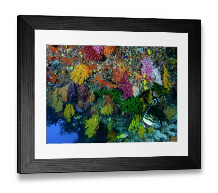 Framed Print : Colourful, hanging soft corals (Chironephthya sp.) - an uncommon coral usually found only on walls or under ledges, as seen here Framed Print : Colourful, hanging soft corals (Chironephthya sp.) - an uncommon coral usually found only on walls or under ledges, as seen here