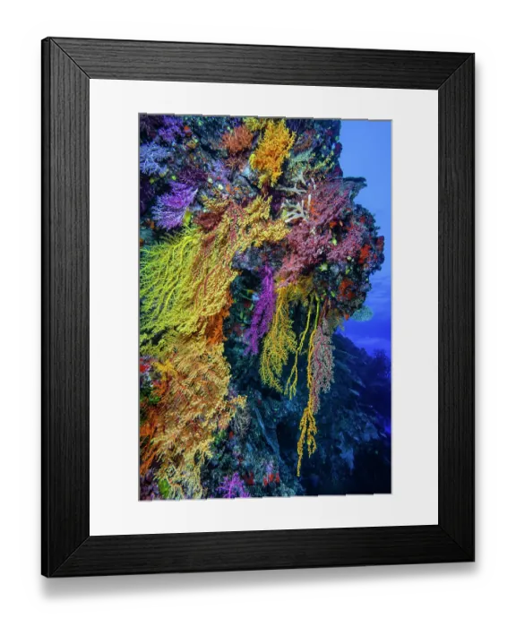 Framed Print : Colourful, hanging soft corals (Chironephthya sp.) - an uncommon coral usually found only on walls or under ledges, as seen here Framed Print : Colourful, hanging soft corals (Chironephthya sp.) - an uncommon coral usually found only on walls or under ledges, as seen here