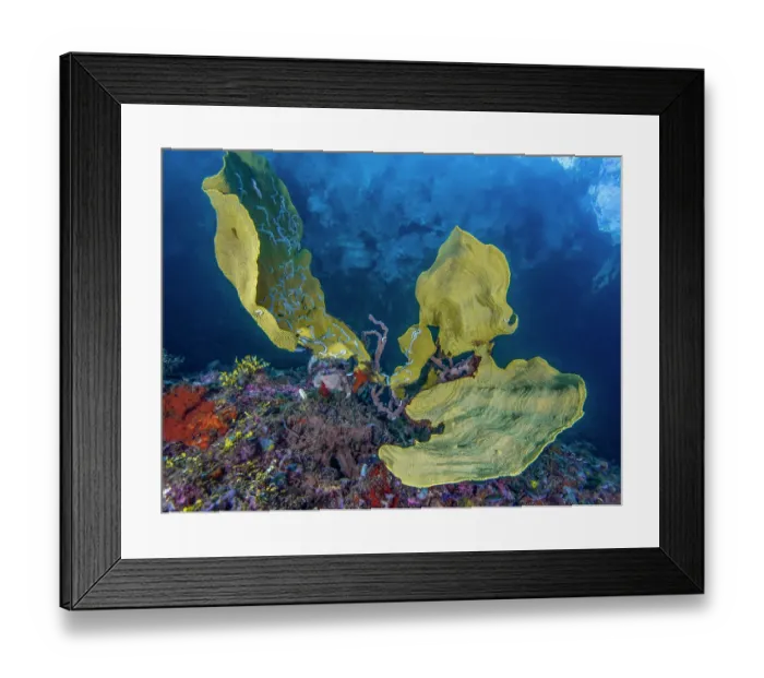 Framed Print : Elephant ear sponge (Ianthella basta) - thin with vertical ribbing, 1m / 3ft or more in height and comes in several colour variations (green, yellow, purple) Framed Print : Elephant ear sponge (Ianthella basta) - thin with vertical ribbing, 1m / 3ft or more in height and comes in several colour variations (green, yellow, purple)