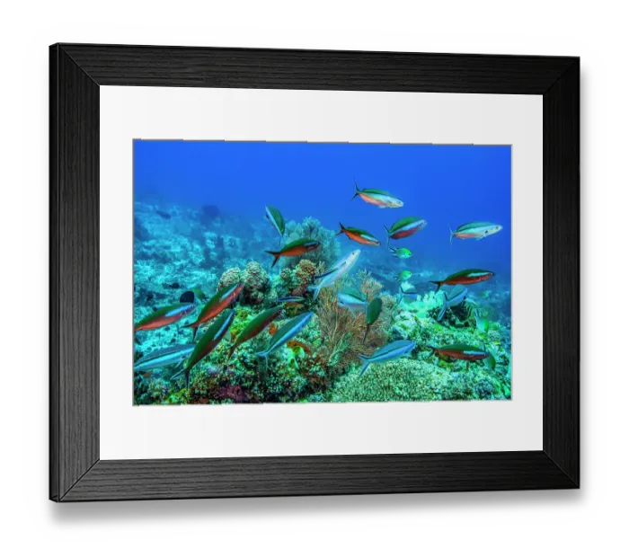 Framed Print : A coral reef cleaning station with two Bluestreak cleaner wrasses (Labroides dimidiatus) servicing a group of Bluestreak fusiliers (Pterocaesio tile) Framed Print : A coral reef cleaning station with two Bluestreak cleaner wrasses (Labroides dimidiatus) servicing a group of Bluestreak fusiliers (Pterocaesio tile)