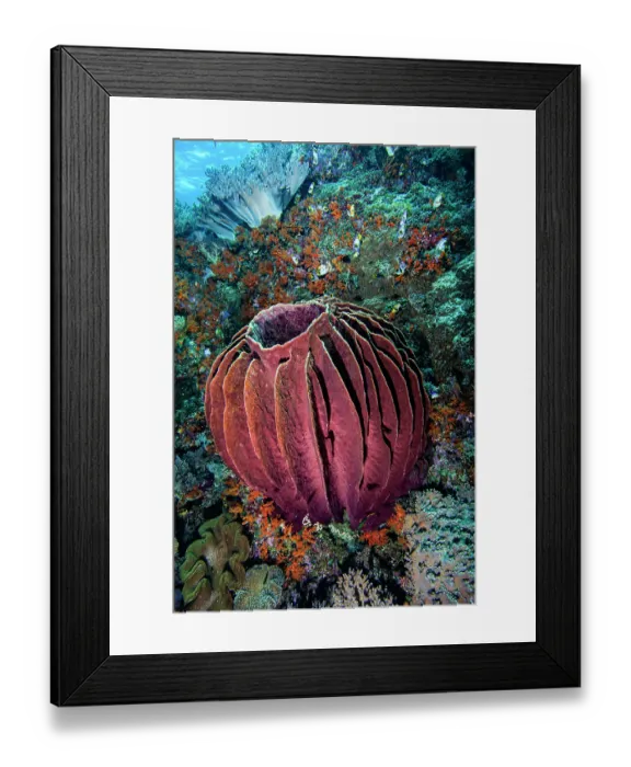 Framed Print : Giant barrel sponge (Xestospongia testudinaria) darker in colour than most Framed Print : Giant barrel sponge (Xestospongia testudinaria) darker in colour than most