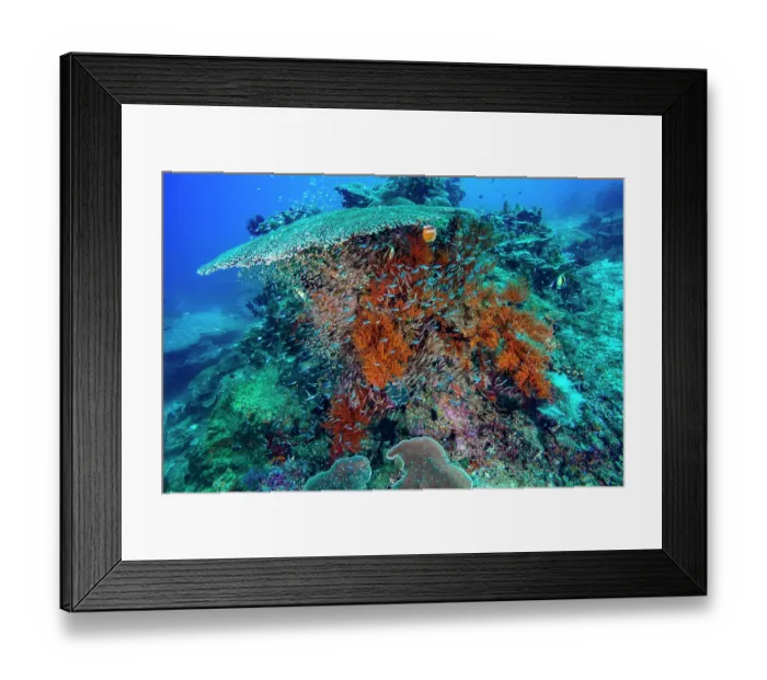 Framed Print : Coral reef scene with table coral (Acropora sp.) and black corals (Antipathes sp.) Framed Print : Coral reef scene with table coral (Acropora sp.) and black corals (Antipathes sp.)