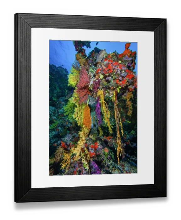Framed Print : Hanging soft corals (Chironephthya sp.) an uncommon soft coral occurring in several different colour forms, with red encrusting sponges. Bligh Water, Fiji, Pacific Ocean Framed Print : Hanging soft corals (Chironephthya sp.) an uncommon soft coral occurring in several different colour forms, with red encrusting sponges. Bligh Water, Fiji, Pacific Ocean