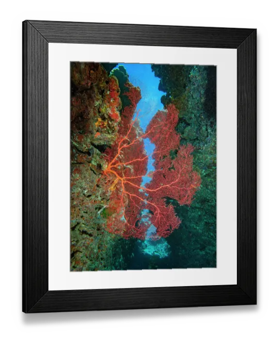 Framed Print : Gorgonian coral sea fan (Annella sp.) growing into gap in the reef, where the current brings a steady supply of planktonic food for the coral polyps Framed Print : Gorgonian coral sea fan (Annella sp.) growing into gap in the reef, where the current brings a steady supply of planktonic food for the coral polyps