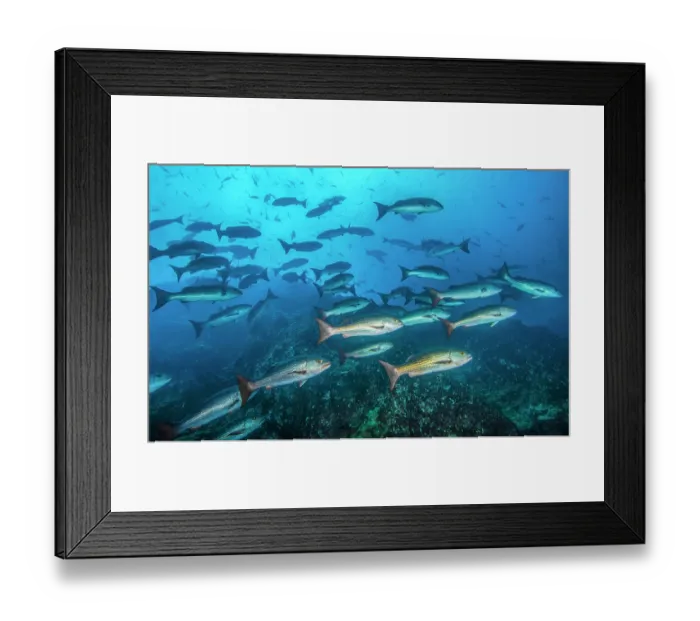 Framed Print : Schooling Golden snappers (Lutjanus inermis) in reddish-brown phase, Cocos Island, Costa Rica, Pacific Ocean Framed Print : Schooling Golden snappers (Lutjanus inermis) in reddish-brown phase, Cocos Island, Costa Rica, Pacific Ocean