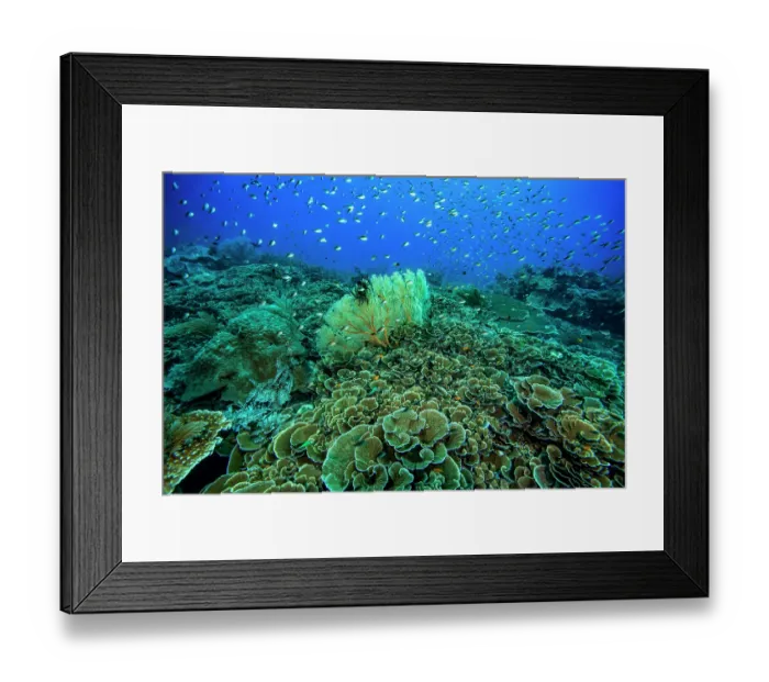 Framed Print : A coral reef scene dominated by plate-like hard corals (Montipora sp.), other hard corals present include table coral (Acropora sp.) and boulder-like hard coral (Porites sp.) Framed Print : A coral reef scene dominated by plate-like hard corals (Montipora sp.), other hard corals present include table coral (Acropora sp.) and boulder-like hard coral (Porites sp.)