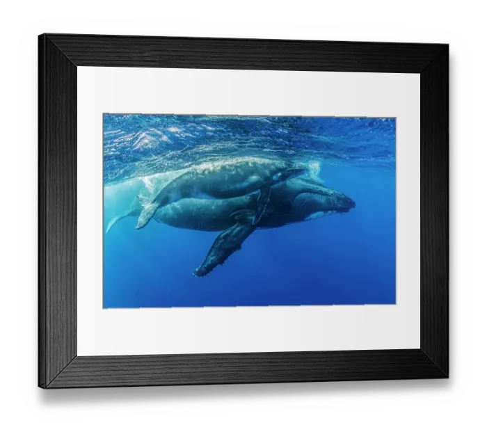 Framed Print : Humpback whales (Megaptera novaeangliae) female and calf, portrait; Kingdom of Tonga, Pacific Ocean. Wounds on the calf's back may have come from a boat propeller Framed Print : Humpback whales (Megaptera novaeangliae) female and calf, portrait; Kingdom of Tonga, Pacific Ocean. Wounds on the calf's back may have come from a boat propeller