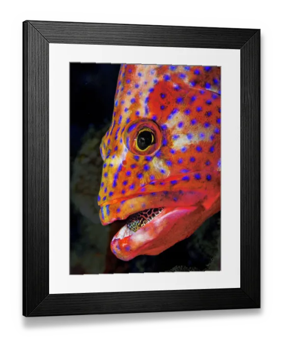 Framed Print : Coral grouper (Cephalopholis miniata) with an unidentified fish prey in mouth, possibly a Garden eel (Heteroconger taylori), head portrait Framed Print : Coral grouper (Cephalopholis miniata) with an unidentified fish prey in mouth, possibly a Garden eel (Heteroconger taylori), head portrait