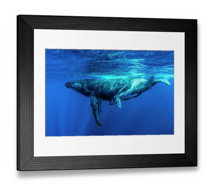 Framed Print : Humpback whales (Megaptera novaeangliae) female and calf, with a Remora (Echeneis naucrates) attached to the calf's abdomen, Kingdom of Tonga, Pacific Ocean
