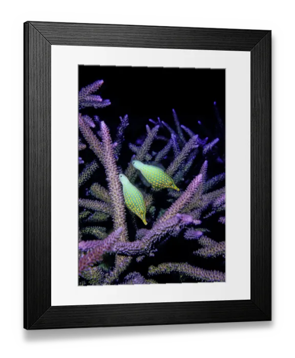 Framed Print : Two Longnose filefish (Oxymonacanthus longirostris) feeding on Staghorn coral polyps (Acropora sp.) Framed Print : Two Longnose filefish (Oxymonacanthus longirostris) feeding on Staghorn coral polyps (Acropora sp.)