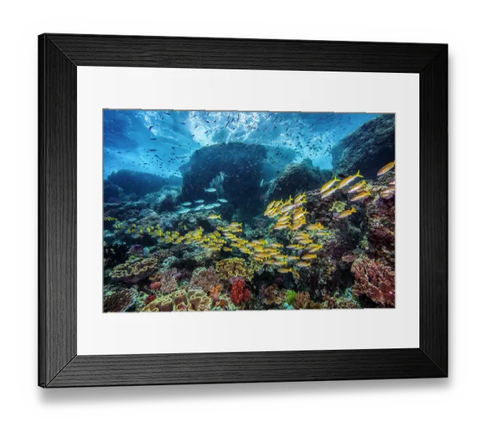 Framed Print : A tropical Indo-Pacific reef scene with a mixed school of Bigeye snappers (Lutjanus lutjanus) and Yellowfin goatfish (Mulloidichthys vanicolensis) Framed Print : A tropical Indo-Pacific reef scene with a mixed school of Bigeye snappers (Lutjanus lutjanus) and Yellowfin goatfish (Mulloidichthys vanicolensis)