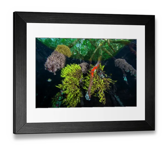 Framed Print : Mangrove roots encrusted with green algae (Halimeda sp.), soft corals (Xeniidae), sponges, hydroids, ascidians and bryozoans Framed Print : Mangrove roots encrusted with green algae (Halimeda sp.), soft corals (Xeniidae), sponges, hydroids, ascidians and bryozoans