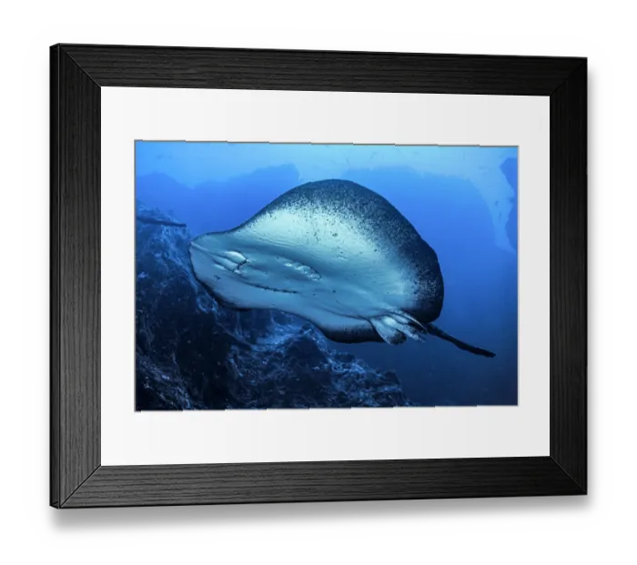 Framed Print : Indo-Pacific marbled ray (Taeniurops meyeni) male, distinguished by the presence of a pair of claspers located beneath the base of his tail, portrait, Cocos Island, Costa Rica Framed Print : Indo-Pacific marbled ray (Taeniurops meyeni) male, distinguished by the presence of a pair of claspers located beneath the base of his tail, portrait, Cocos Island, Costa Rica