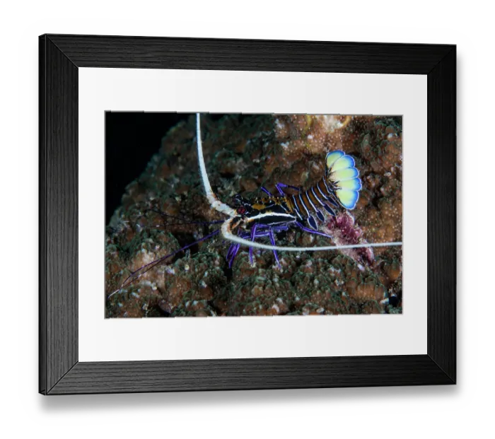 Framed Print : Painted spiny lobster (Panulirus versicolor) portrait, Raja Ampat, Indonesia, Pacific Ocean Framed Print : Painted spiny lobster (Panulirus versicolor) portrait, Raja Ampat, Indonesia, Pacific Ocean
