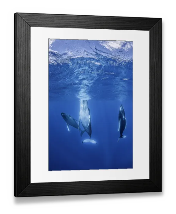 Framed Print : Humpback whales (Megaptera novaeangliae) 'spyhopping', using their tail flukes to push their heads above water in order to observe what is happening around them