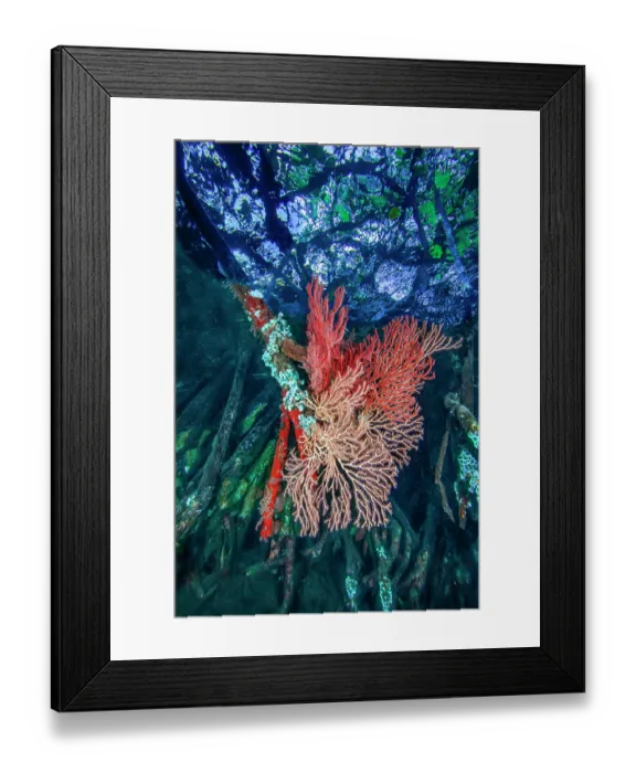 Framed Print : Mangrove roots encrusted with sea fans (Melithaeidae), red sponges, ascidians, hydroids and bryozoans, Raja Ampat, Indonesia, Pacific Ocean Framed Print : Mangrove roots encrusted with sea fans (Melithaeidae), red sponges, ascidians, hydroids and bryozoans, Raja Ampat, Indonesia, Pacific Ocean