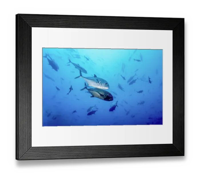 Framed Print : Bigeye jacks (Caranx sexfasciatus) pair preparing to mate. The male turns black, while the female retains her silvery color Framed Print : Bigeye jacks (Caranx sexfasciatus) pair preparing to mate. The male turns black, while the female retains her silvery color