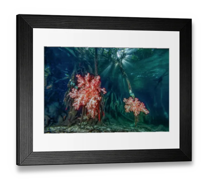Framed Print : Mangrove roots with soft corals (Dendronephthya sp.), Raja Ampat, Indonesia, Pacific Ocean Framed Print : Mangrove roots with soft corals (Dendronephthya sp.), Raja Ampat, Indonesia, Pacific Ocean