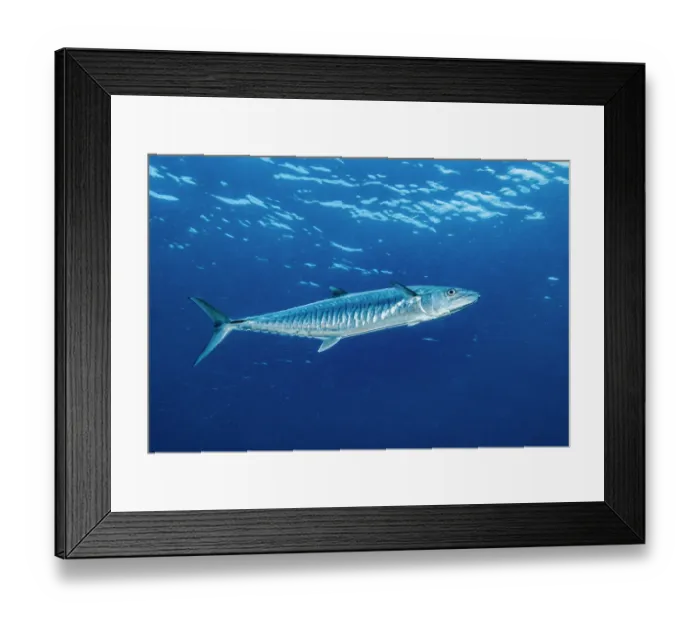 Framed Print : Narrow-barred Spanish mackerel (Scomberomorus commerson) portrait