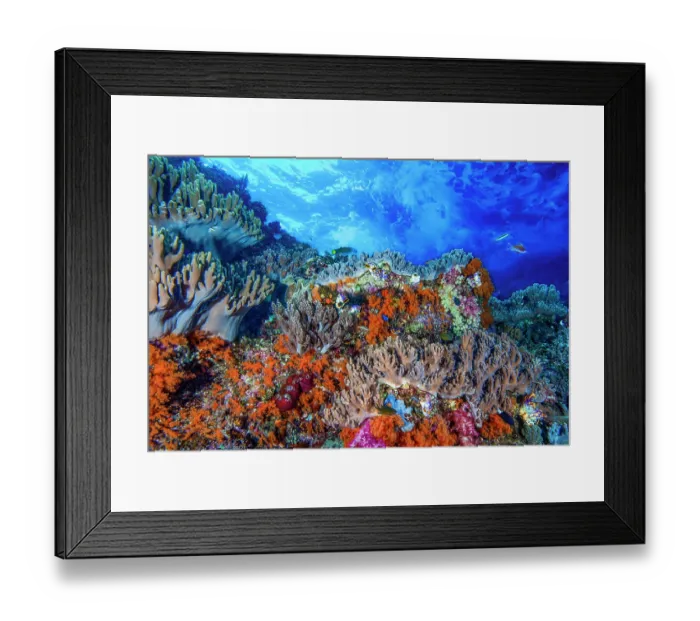 Framed Print : Soft corals (Sinularia sp. Lobophytum sp. Scleronephthya sp. Dendronephthya sp. and Nephthea sp.). Many solitary tunicates are also present (Polycarpa aurata) Framed Print : Soft corals (Sinularia sp. Lobophytum sp. Scleronephthya sp. Dendronephthya sp. and Nephthea sp.). Many solitary tunicates are also present (Polycarpa aurata)