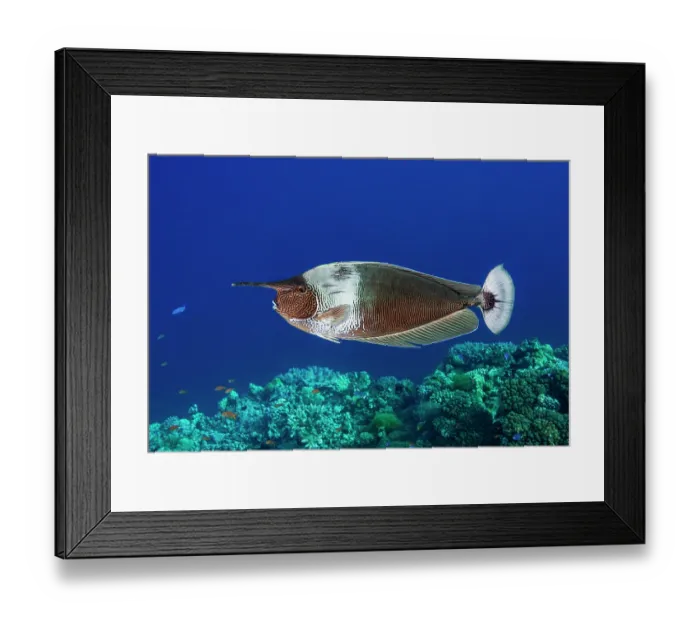 Framed Print : Palefin unicornfish (Naso brevirostris) portrait, with a long, tapering 'horn' extending forward from its head Framed Print : Palefin unicornfish (Naso brevirostris) portrait, with a long, tapering 'horn' extending forward from its head