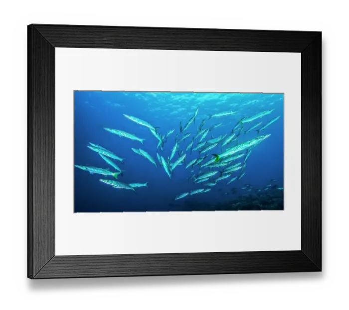 Framed Print : Pickhandle barracuda (Sphyraena jello) and Blackfin barracuda (Sphyraena genie) school. Barracudas prey upon smaller fish and squids. Raja Ampat; Indonesia, Pacific Ocean Framed Print : Pickhandle barracuda (Sphyraena jello) and Blackfin barracuda (Sphyraena genie) school. Barracudas prey upon smaller fish and squids. Raja Ampat; Indonesia, Pacific Ocean