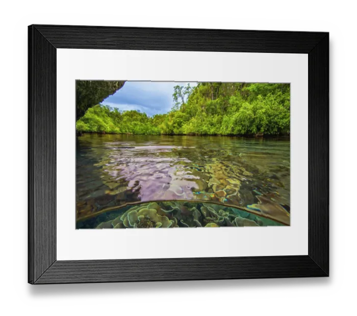 Framed Print : Split level view of plate-like 'chalice' coral formations built by hard corals of several different families, including Acroporidae (Montipora sp.), Pectiniidae (Mycedium sp.) Framed Print : Split level view of plate-like 'chalice' coral formations built by hard corals of several different families, including Acroporidae (Montipora sp.), Pectiniidae (Mycedium sp.)