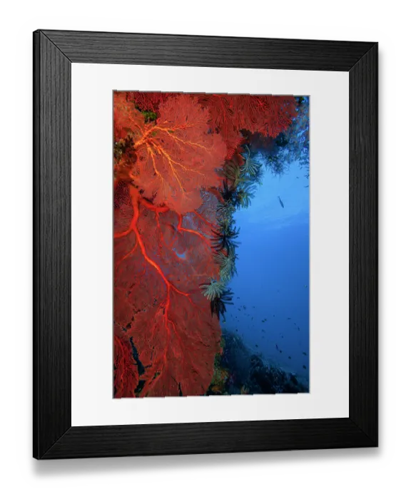 Framed Print : Red Gorgonian sea fans (Melithaea sp. upper left; Annella sp. top and lower left) with black and white feather stars (Crinoidea) attached Framed Print : Red Gorgonian sea fans (Melithaea sp. upper left; Annella sp. top and lower left) with black and white feather stars (Crinoidea) attached