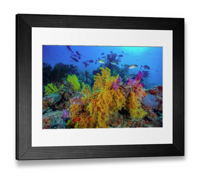 Framed Print : Yellow, orange and magenta soft corals (Chironephthya sp)