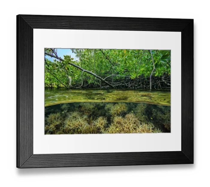 Framed Print : Split level view of Thin birdsnest coral (Seriatopora hystrix) among mangroves, delicate hard coral with branches that taper typically found in shallow Framed Print : Split level view of Thin birdsnest coral (Seriatopora hystrix) among mangroves, delicate hard coral with branches that taper typically found in shallow