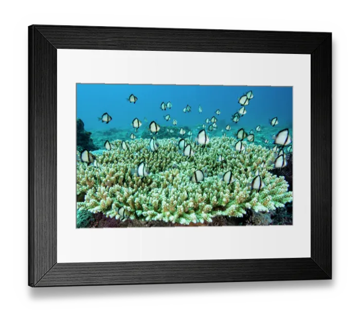 Framed Print : An aggregation of Reticulated dascyllus (Dascyllus reticulatus) Framed Print : An aggregation of Reticulated dascyllus (Dascyllus reticulatus)