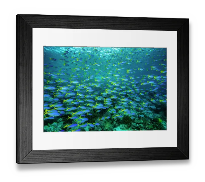 Framed Print : Huge school of Blue and yellow fusiliers (Caesio teres) passing over a coral reef while feeding on zooplankton Framed Print : Huge school of Blue and yellow fusiliers (Caesio teres) passing over a coral reef while feeding on zooplankton