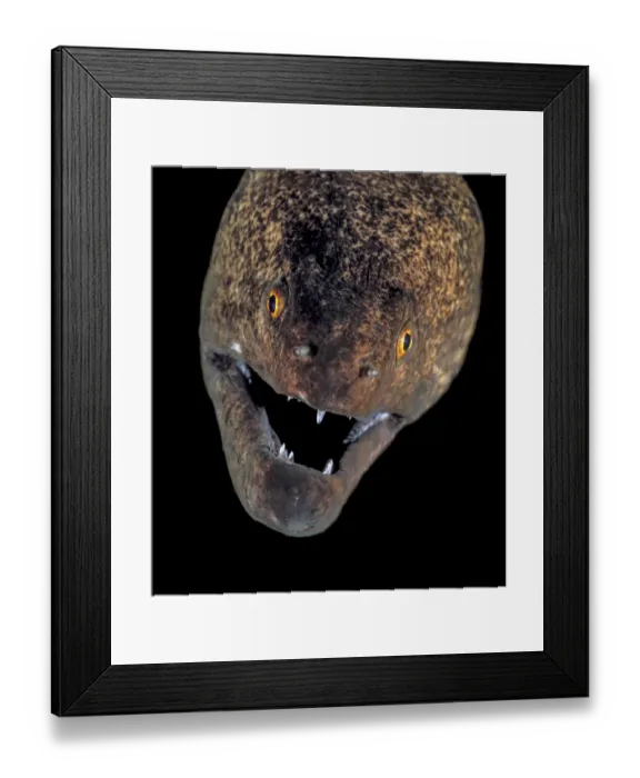 Framed Print : Indo-Pacific yellowmargin moray (Gymnothorax flavimarginatus) head portrait, reaches a maximum length of 120cm. Cocos Island, Costa Rica, Pacific Ocean Framed Print : Indo-Pacific yellowmargin moray (Gymnothorax flavimarginatus) head portrait, reaches a maximum length of 120cm. Cocos Island, Costa Rica, Pacific Ocean