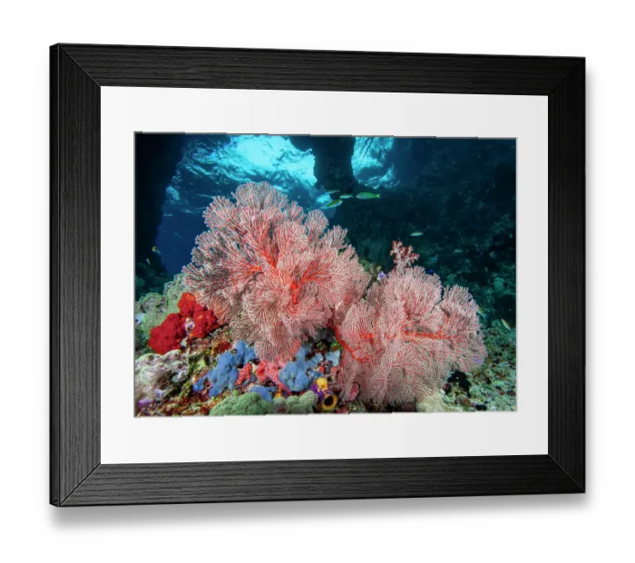Framed Print : Orange sea fans (Melithaea sp.) in a large underwater cavern with two openings to the surface Framed Print : Orange sea fans (Melithaea sp.) in a large underwater cavern with two openings to the surface