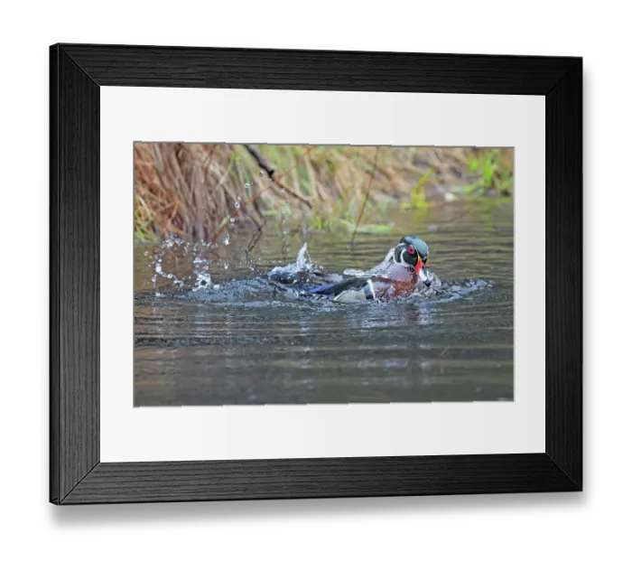 Framed Print : Wood duck (Aix sponsa) male in breeding plumage, landing on water, Acadia National Park, Maine, USA. April Framed Print : Wood duck (Aix sponsa) male in breeding plumage, landing on water, Acadia National Park, Maine, USA. April