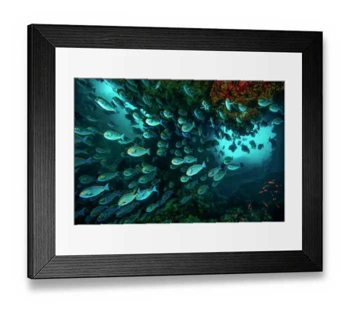 Framed Print : Large school of Yellowmask surgeonfish (Acanthurus mata) inside an underwater cavern with two separate openings to the surface. Raja Ampat, West Papua, Indonesia, Pacific Ocean Framed Print : Large school of Yellowmask surgeonfish (Acanthurus mata) inside an underwater cavern with two separate openings to the surface. Raja Ampat, West Papua, Indonesia, Pacific Ocean