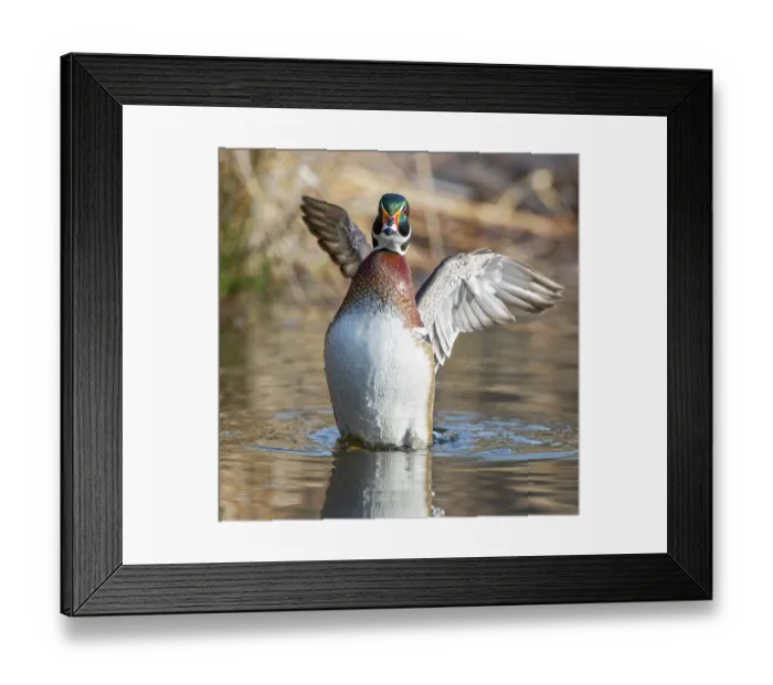 Framed Print : Wood duck (Aix sponsa) male in breeding plumage, stretching its wings on water, Acadia National Park, Maine, USA. April Framed Print : Wood duck (Aix sponsa) male in breeding plumage, stretching its wings on water, Acadia National Park, Maine, USA. April