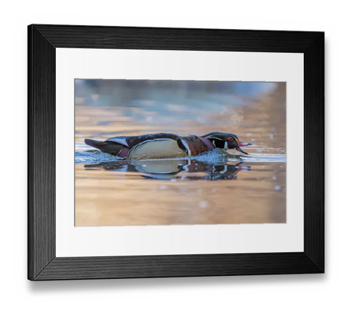 Framed Print : Wood duck (Aix sponsa) male in breeding plumage, on water calling, Acadia National Park, Maine, USA. April Framed Print : Wood duck (Aix sponsa) male in breeding plumage, on water calling, Acadia National Park, Maine, USA. April