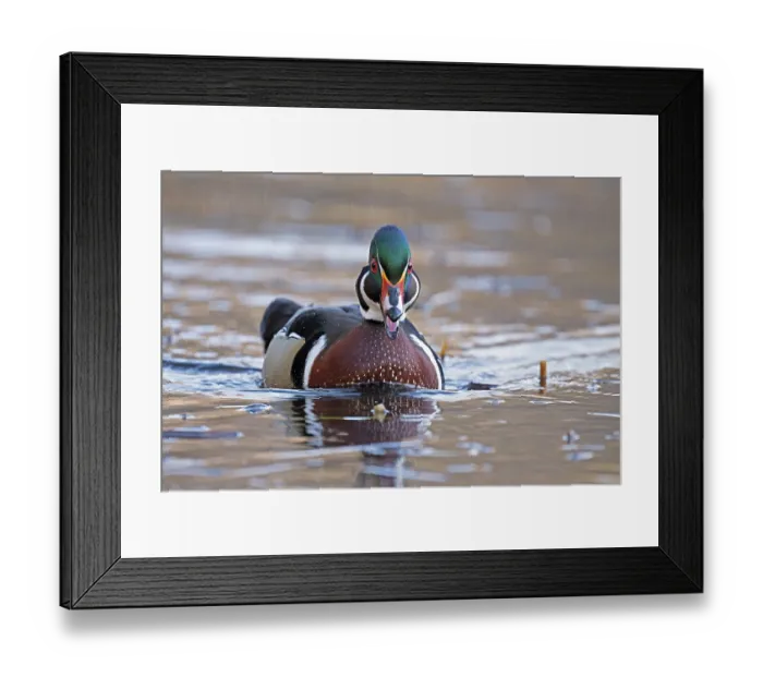 Framed Print : Wood duck (Aix sponsa) male in breeding plumage, on water, Acadia National Park, Maine, USA. April Framed Print : Wood duck (Aix sponsa) male in breeding plumage, on water, Acadia National Park, Maine, USA. April