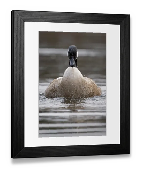 Framed Print : Canada goose (Branta canadensis) on water, portrait, Acadia National Park, Maine, USA. April