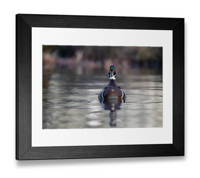 Framed Print : Wood duck (Aix sponsa) male in breeding plumage, on water, Acadia National Park, Maine, USA. April Framed Print : Wood duck (Aix sponsa) male in breeding plumage, on water, Acadia National Park, Maine, USA. April