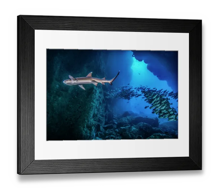 Framed Print : Whitetip reef shark (Triaenodon obesus) and school of Jordan's snappers (Lutjanus jordani) swimming under rocky underwater arch, Dos Amigos, Cocos Island, Costa Rica Framed Print : Whitetip reef shark (Triaenodon obesus) and school of Jordan's snappers (Lutjanus jordani) swimming under rocky underwater arch, Dos Amigos, Cocos Island, Costa Rica